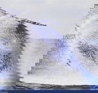 Whale Watching Sailing Experience in Sydney - Tourism Adelaide