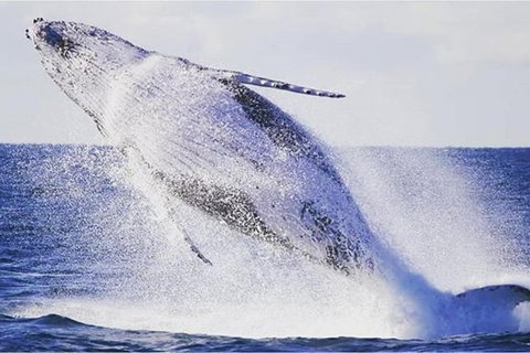 Whale Watching Sailing Experience In Sydney - Tourism Adelaide 0
