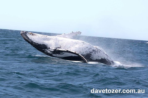 Whale Watching Sailing Experience In Sydney - Tourism Adelaide 9