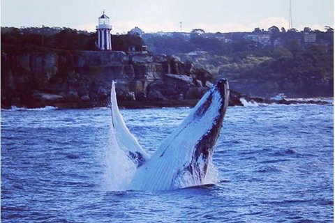 Whale Watching Sailing Experience In Sydney - Tourism Adelaide 6