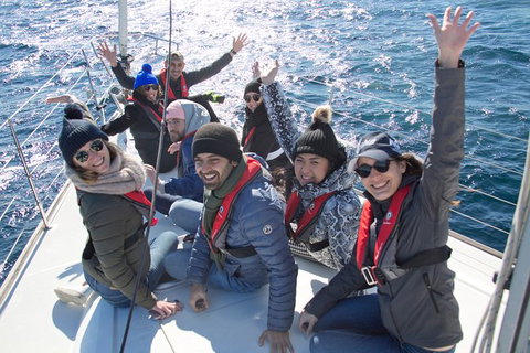Whale Watching Sailing Experience In Sydney - Tourism Adelaide 7