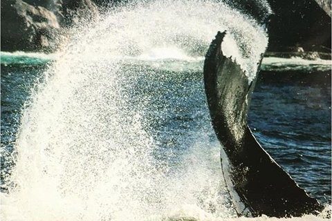 Whale Watching Sailing Experience In Sydney - Tourism Adelaide 4