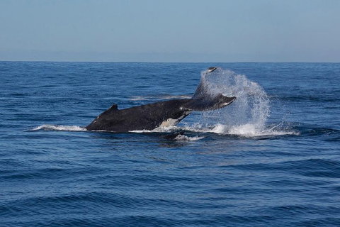 Whale Watching Sailing Experience In Sydney - Tourism Adelaide 8