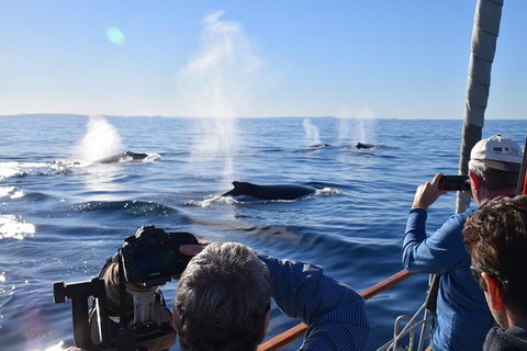 Whale Watching Sailing Experience In Sydney - Tourism Adelaide 5