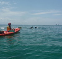 Kayaking with Dolphins in Byron Bay Guided Tour - Tourism Adelaide