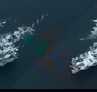 Coffs Harbour Whale Watch Experience - Tourism Adelaide