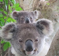 Byron Bay Wildlife Safari - Tourism Adelaide