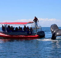 Byron Bay Whale Watching Cruise - Tourism Adelaide