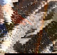 Bees on Keswick Island - Tourism Adelaide