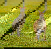 Bordertown Wildlife Park - Tourism Adelaide