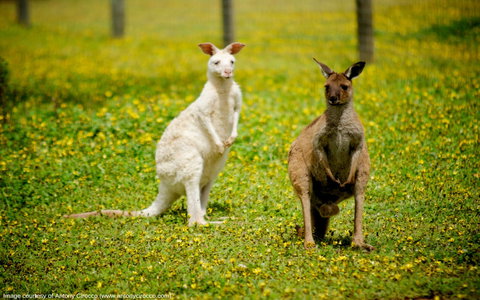 Bordertown Wildlife Park - Tourism Adelaide 0