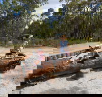 Crooked Brook Forest - Tourism Adelaide