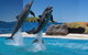Dolphin Marine Conservation Park - thumb 0