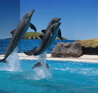 Dolphin Marine Conservation Park - Tourism Adelaide