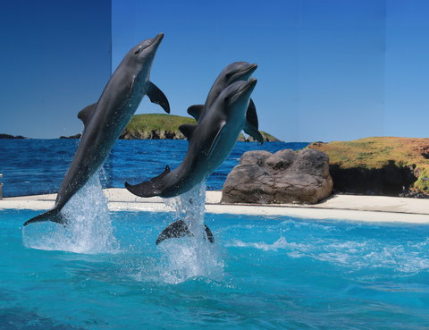 Dolphin Marine Conservation Park - Tourism Adelaide 0
