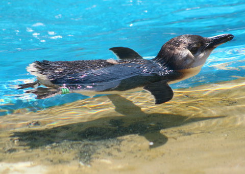 Dolphin Marine Conservation Park - Tourism Adelaide 2