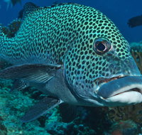 Fish Bowl Dive Site - Tourism Adelaide