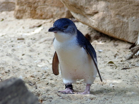 Granite Island Nature Park - Guided Penguin Tours - Tourism Adelaide 0