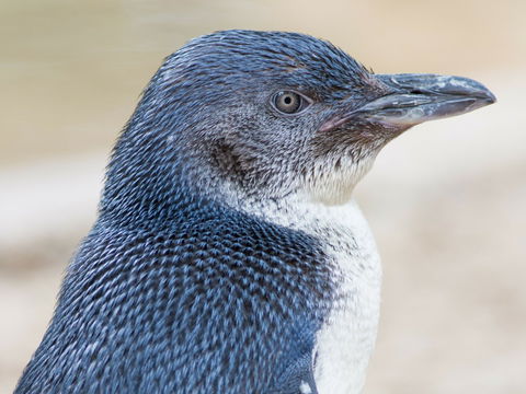 Granite Island Nature Park - Guided Penguin Tours - Tourism Adelaide 1
