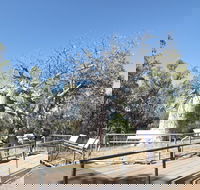 Gregory's Tree Timber Creek - Tourism Adelaide