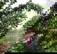 Harben Vale Pick Your Own Cherries - Tourism Adelaide