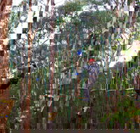 Kinglake Forest Adventures - Tourism Adelaide