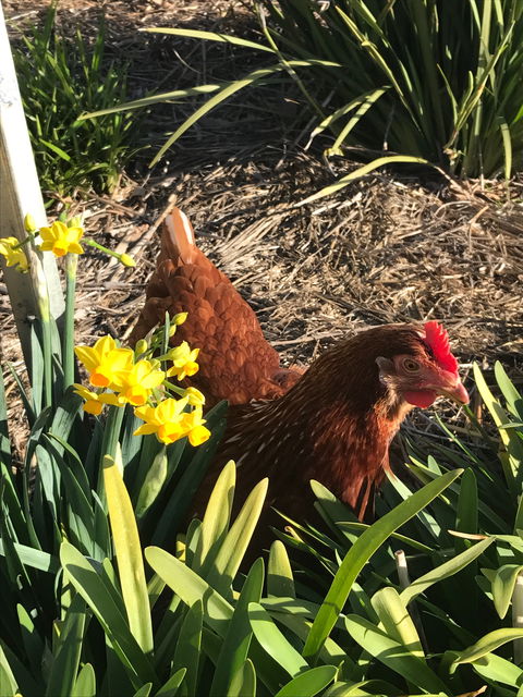 Lessismore Farm Afternoon Farmer - Tourism Adelaide 2