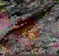 Pelorus and Orpheus Islands - Tourism Adelaide