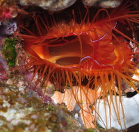 Pixie Pinnacle Dive Site - Tourism Adelaide