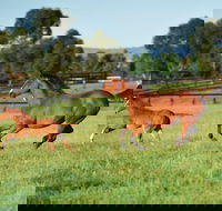 Scone - Tourism Adelaide