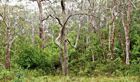 Scutts Hut Trail - Tourism Adelaide 0
