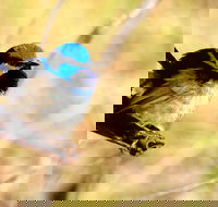 Shepherds Bush - Tourism Adelaide