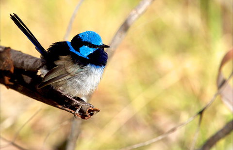 Shepherds Bush - Tourism Adelaide 0