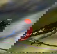 Weddin Bird Trails - Tourism Adelaide