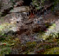 Wildlife Wonders - Tourism Adelaide