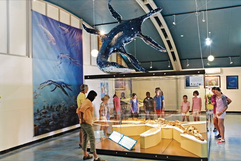 Australian Dinosaur Trail - Tourism Adelaide 1