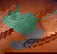 Batchelor Butterfly Farm  Pet Garden - Tourism Adelaide