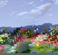 Blue Lotus Water Garden - Tourism Adelaide