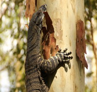 Blue Gum Hills Regional Park - Tourism Adelaide