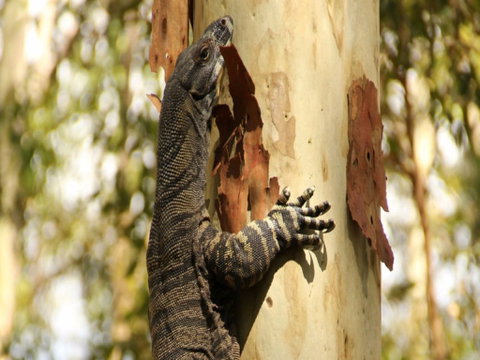 Blue Gum Hills Regional Park - Tourism Adelaide 0