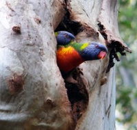 Cumberland State Forest - Tourism Adelaide