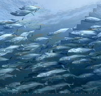 Egg Rock Dive Site