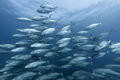 Egg Rock Dive Site - Tourism Adelaide 0