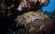 Egg Rock Dive Site - thumb 2