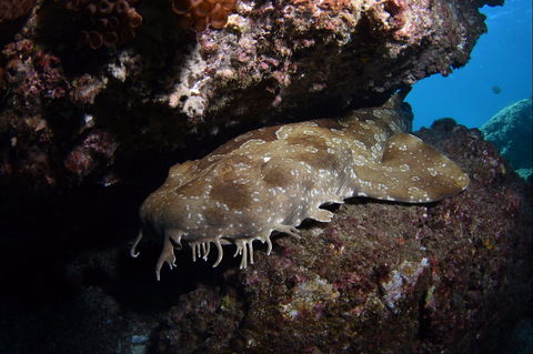 Egg Rock Dive Site - Tourism Adelaide 2