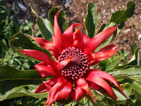 Inverawe Native Gardens - Tourism Adelaide 0