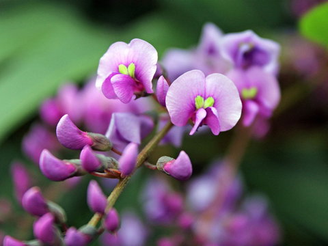 Inverawe Native Gardens - Tourism Adelaide 2