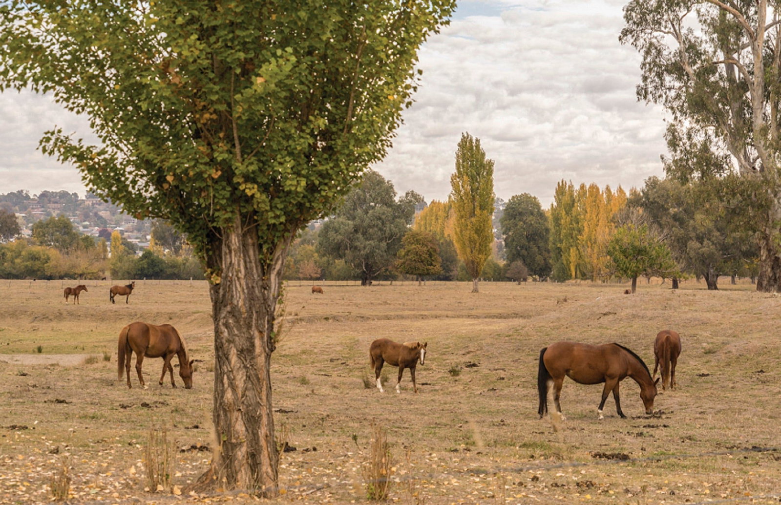 Lemington NSW Tourism Adelaide