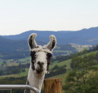 Llama Walks Tasmania - Tourism Adelaide