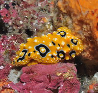 Magic Mountain Dive Site - Tourism Adelaide